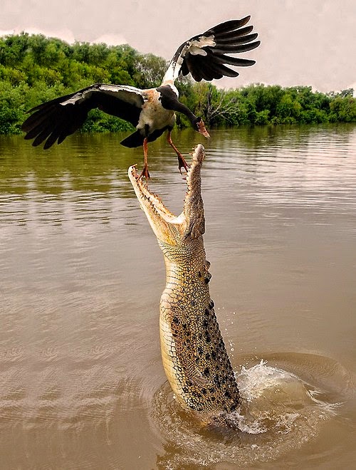 Wildlife