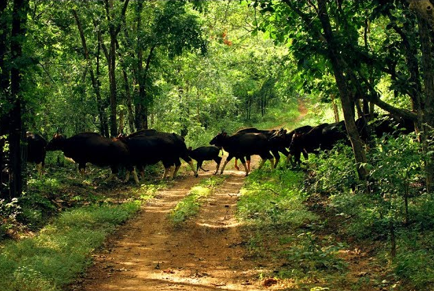Wildlife Safari